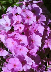 Phlox paniculata 'Eventide'